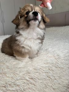 Вельш коргі хлопчик