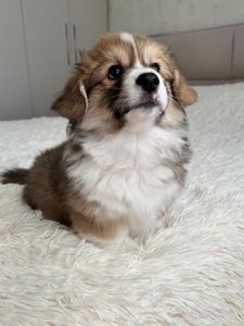 Вельш коргі хлопчик