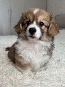 Вельш коргі хлопчик