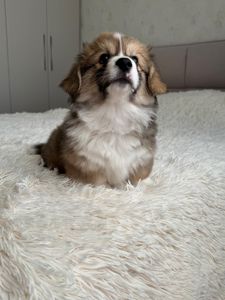 Вельш коргі хлопчик