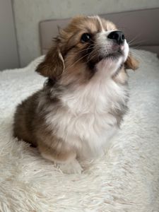 Вельш коргі хлопчик