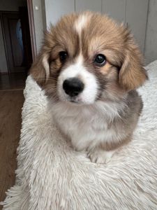 Вельш коргі хлопчик