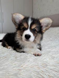 Вельш коргі дівчинка