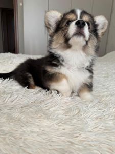 Вельш коргі дівчинка