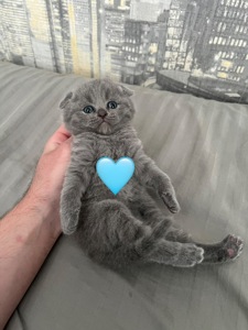 Шотландські кошенята. Готові до переїзду