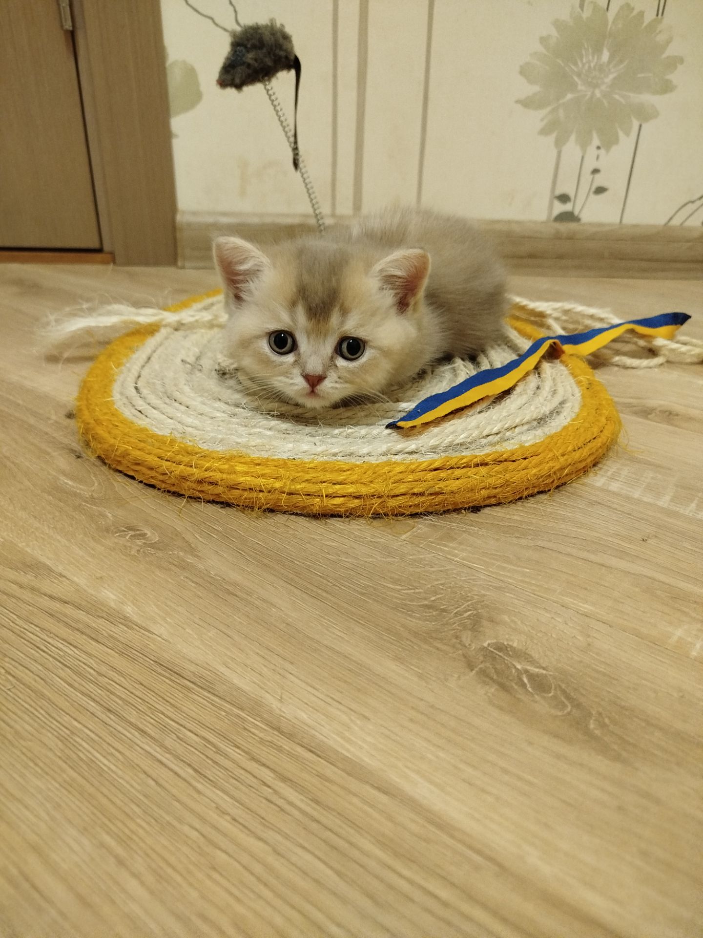 Котята Шотландские