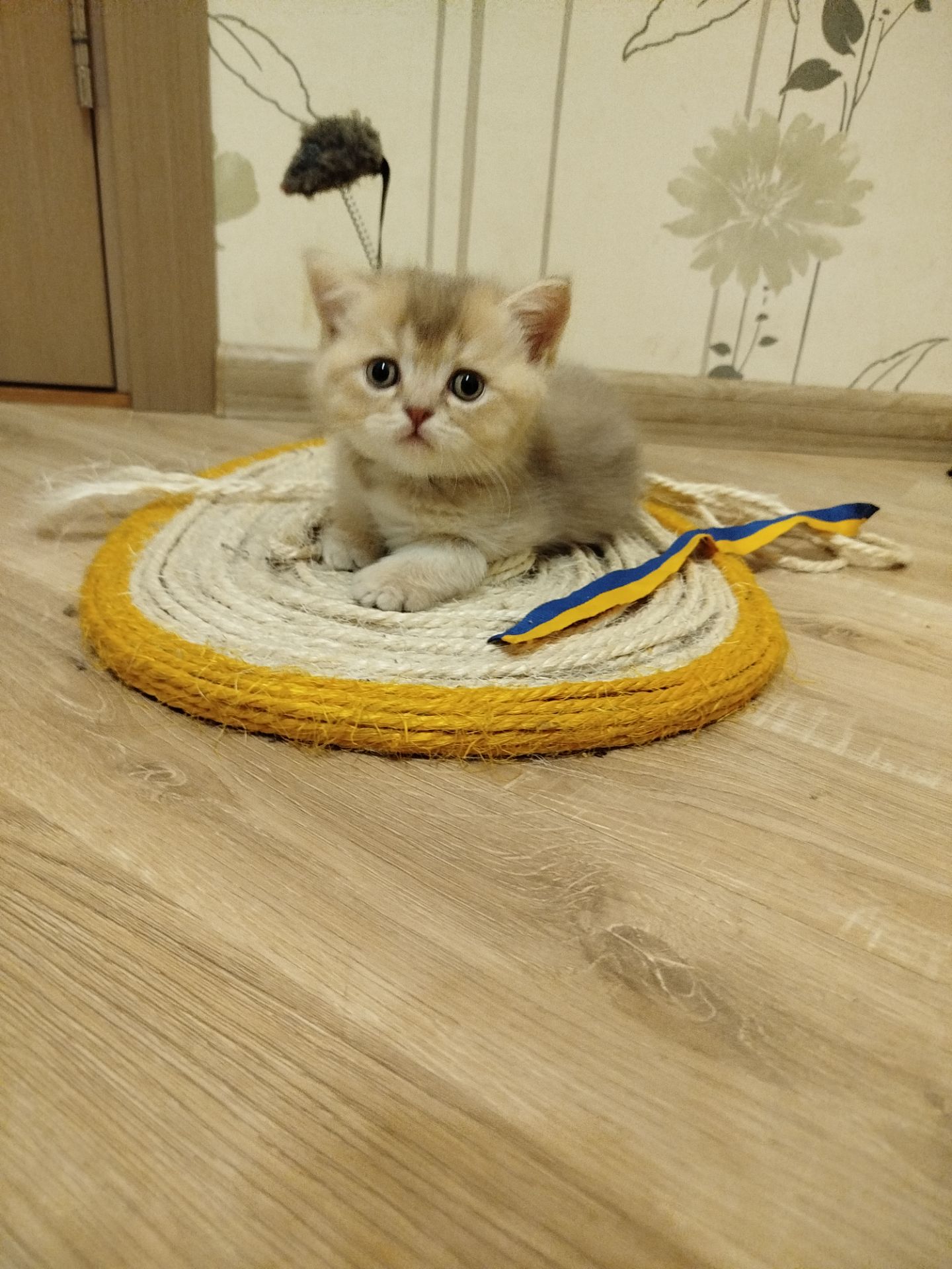 Котята Шотландские