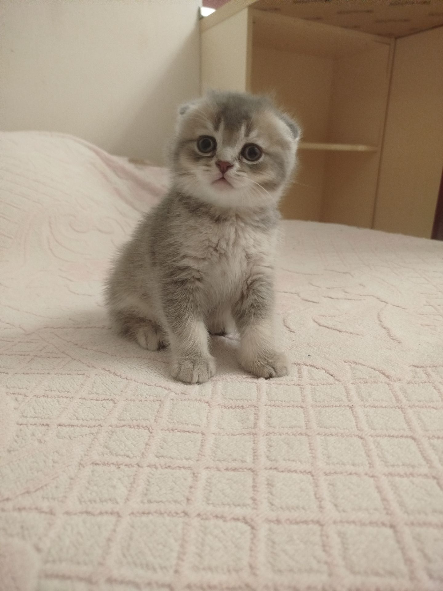 Котята Шотландские
