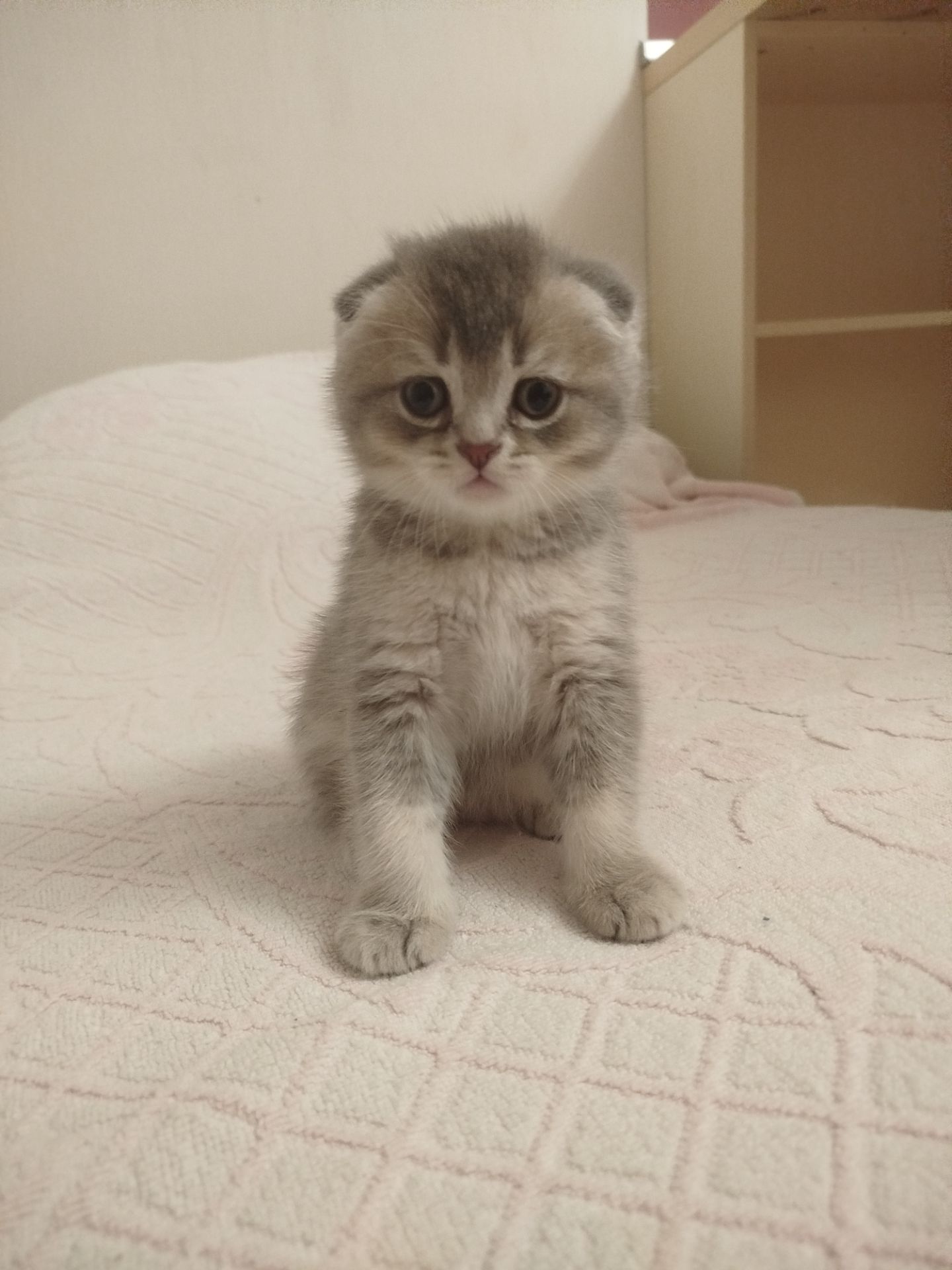 Котята Шотландские