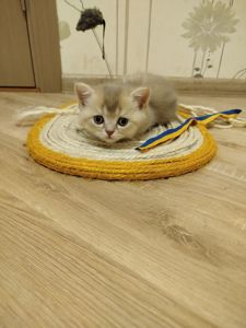 Котята Шотландские