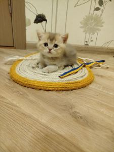 Котята Шотландские