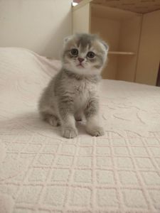 Котята Шотландские