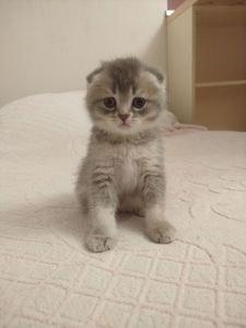 Котята Шотландские