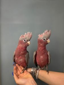 Рожевий какаду, ручний яскравий какаду