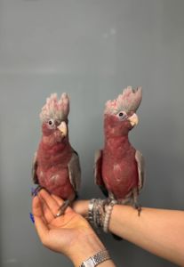 Рожевий какаду, ручний яскравий какаду