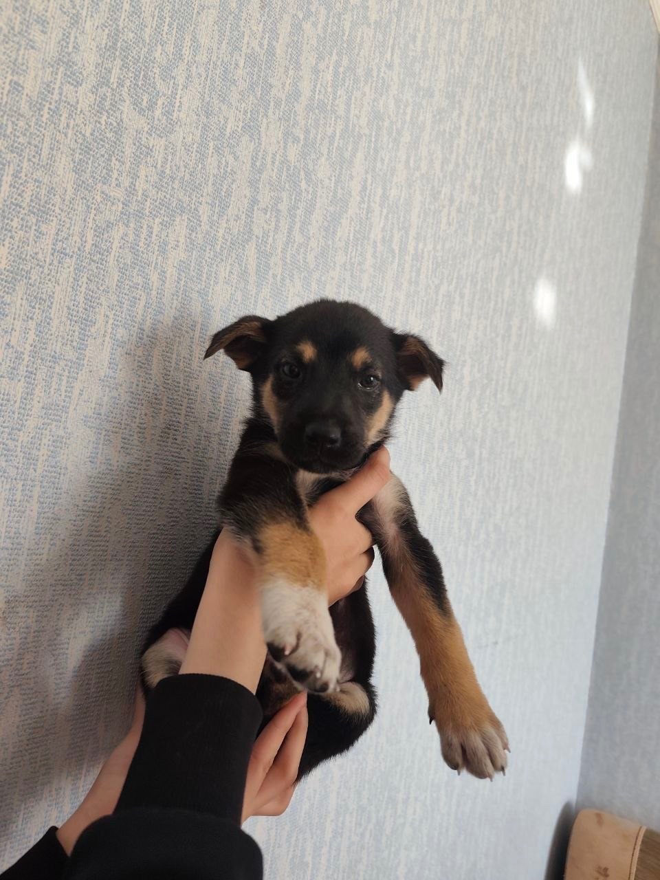 Рей