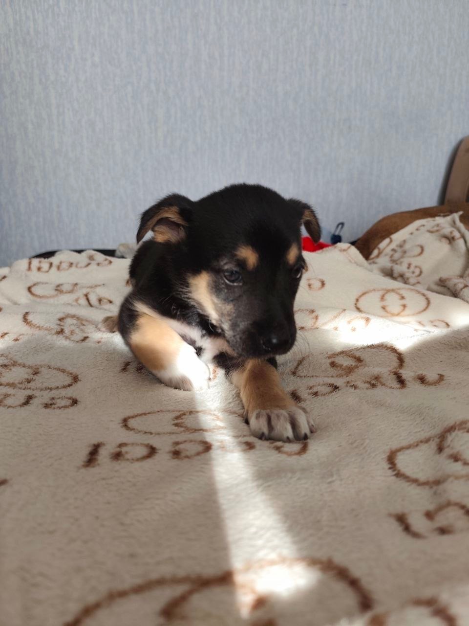 Рей