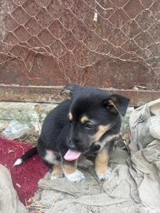 Рей