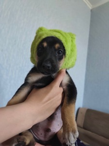 Рей