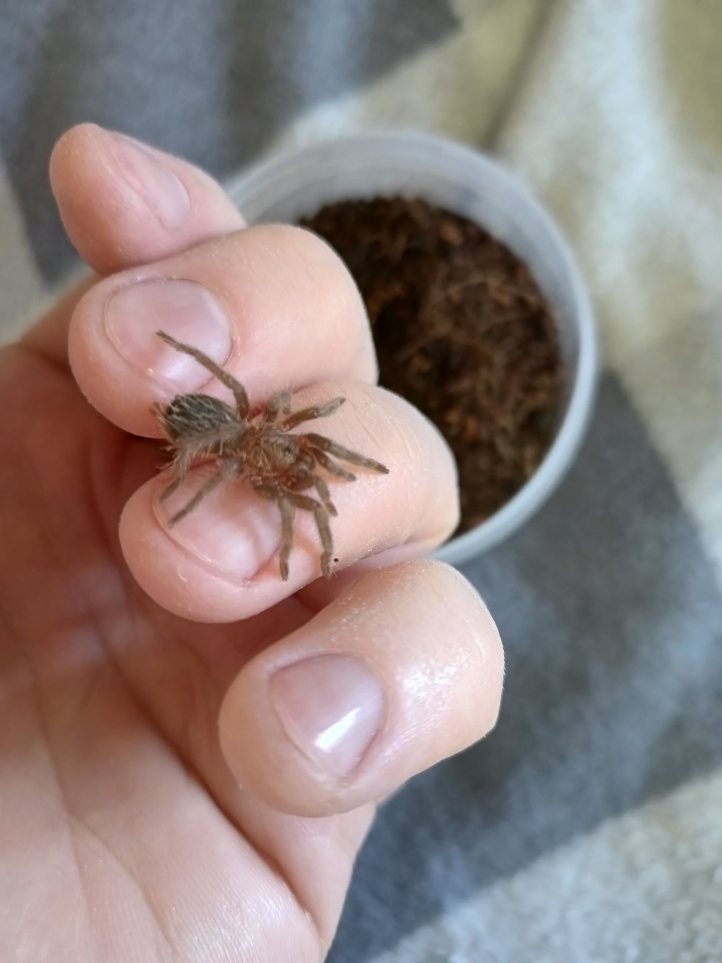 Tliltocatl Albopilosus Nicaragua