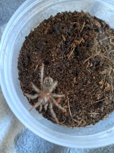 Tliltocatl Albopilosus Nicaragua