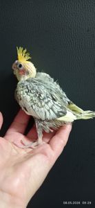 Корела пташеня Петрик