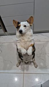 Продам коргі дівч.3роки