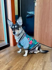 Собачка Буся 6 років