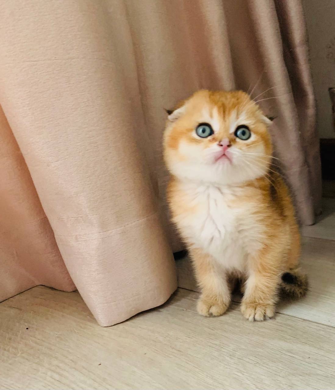 скоттіш фолд золота шиншила