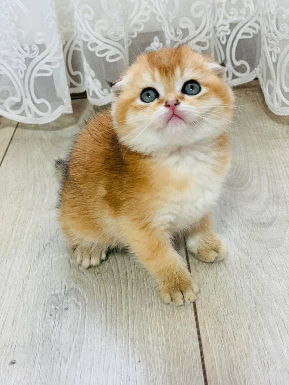 скоттіш фолд золота шиншила