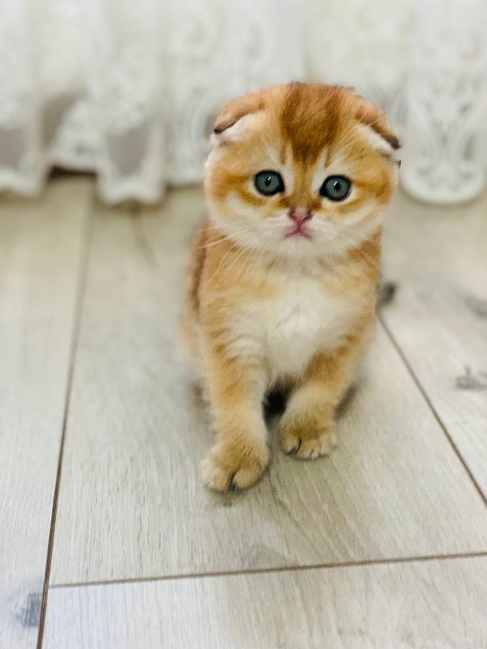 скоттіш фолд золота шиншила