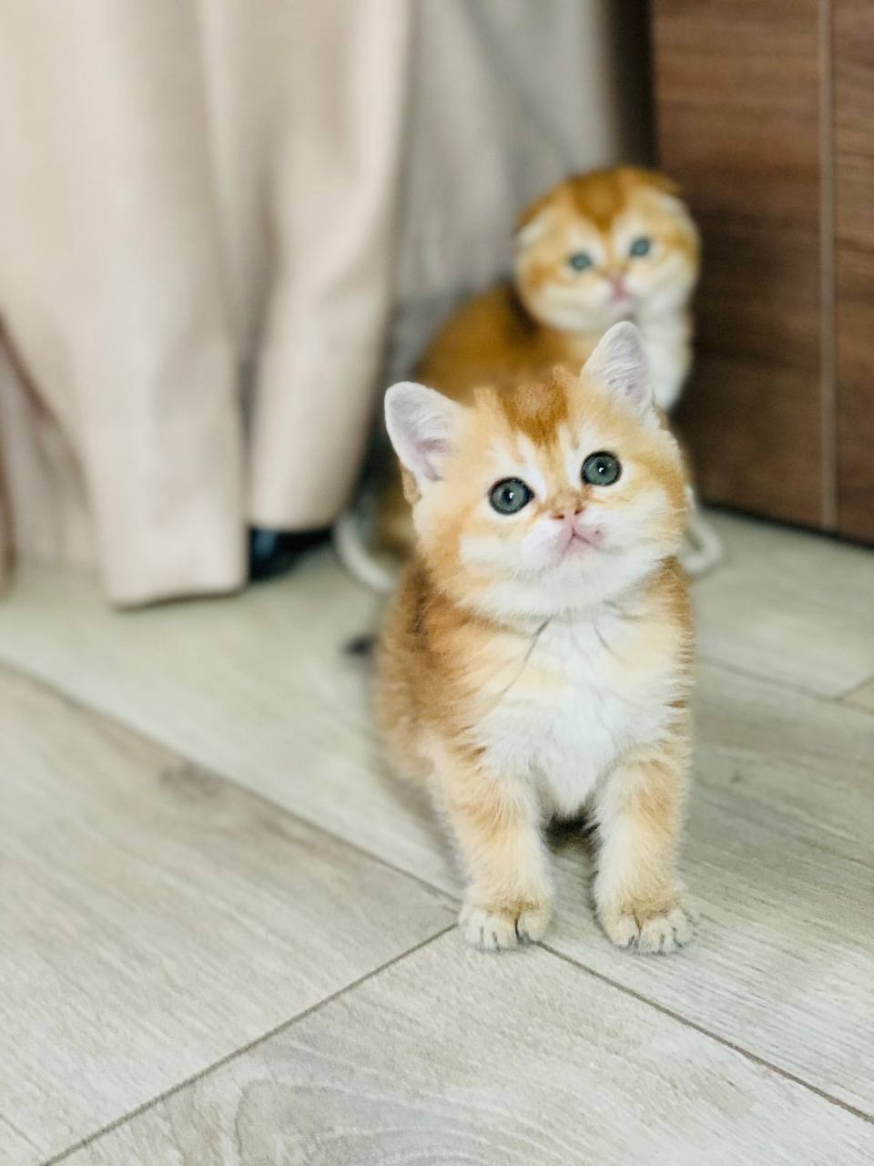скоттіш страйт золота шиншила