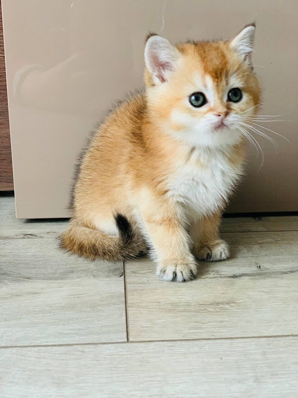 скоттіш страйт золота шиншила