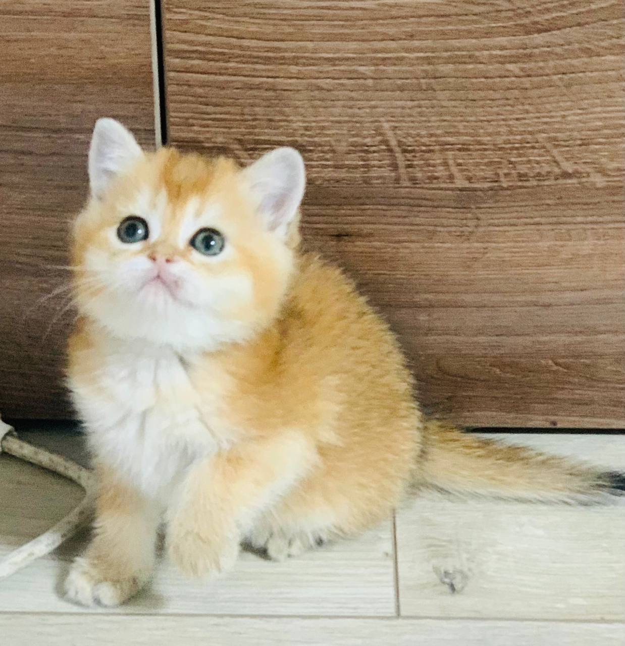 скоттіш страйт золота шиншила