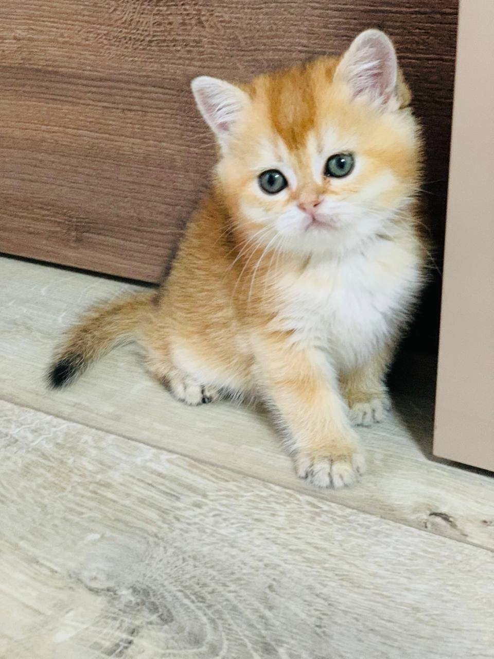 скоттіш страйт золота шиншила