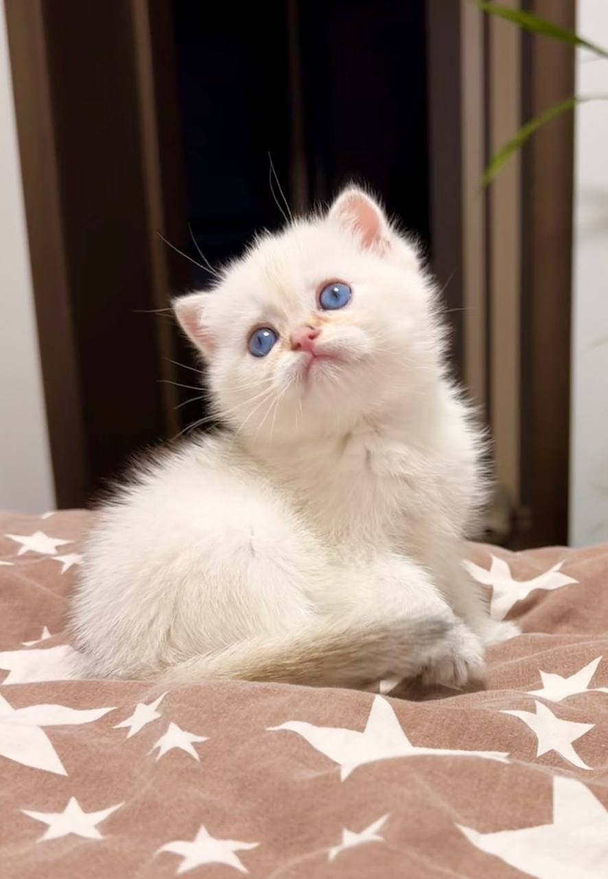 скотіш страйт