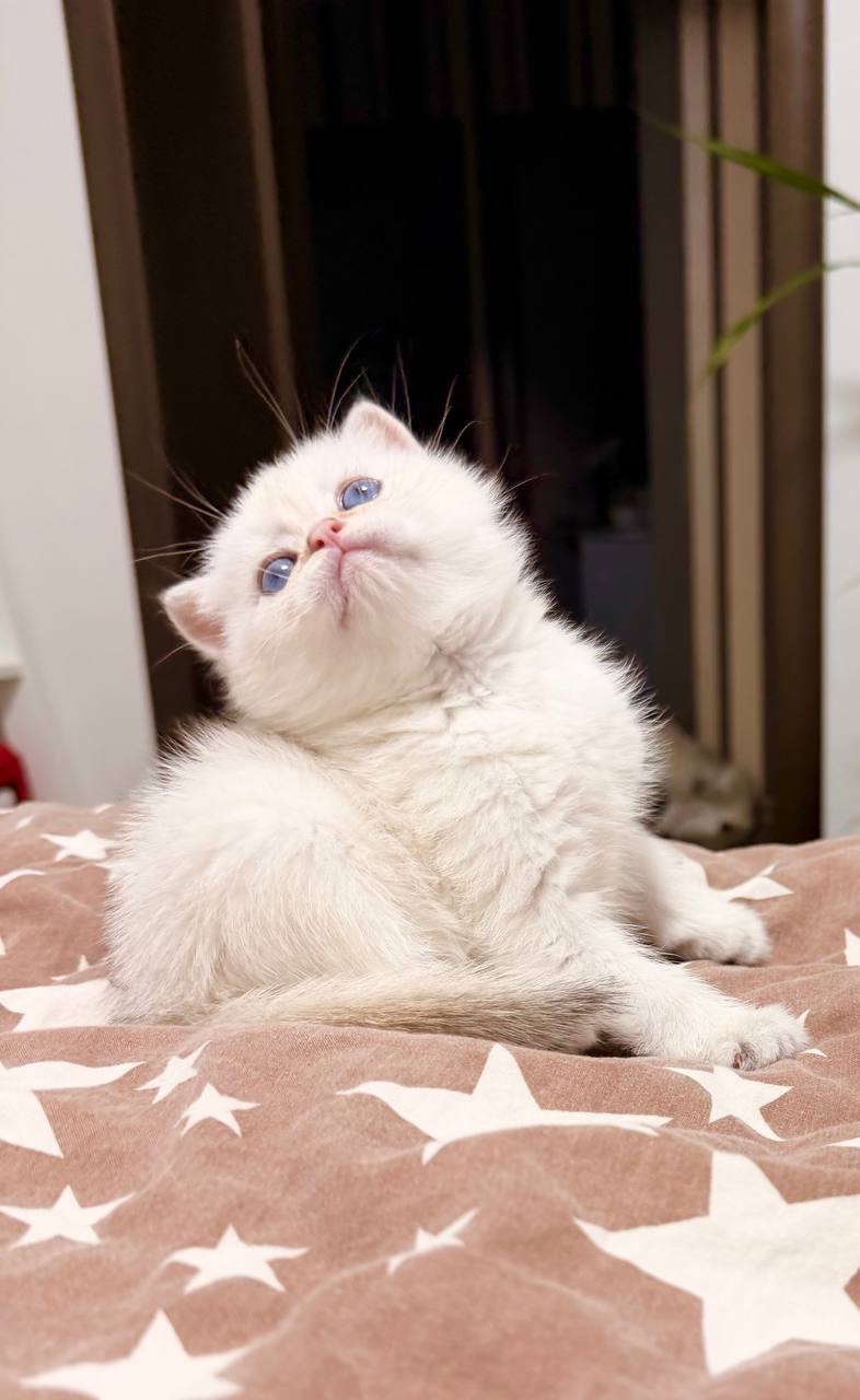 скотіш страйт