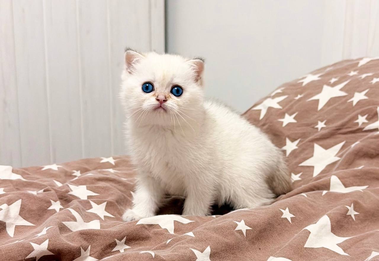 скотіш страйт