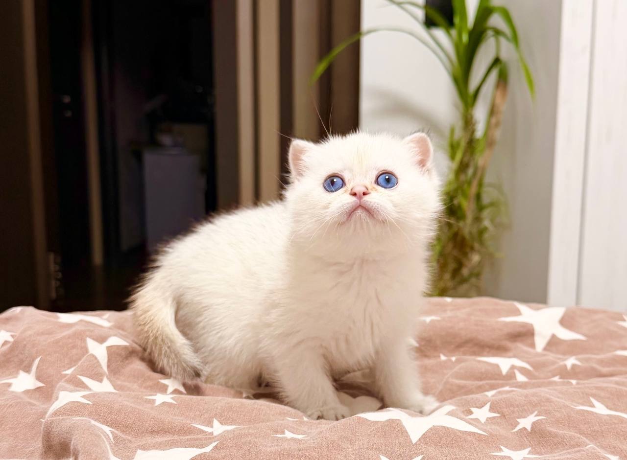 скотіш страйт