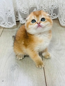 скоттіш фолд золота шиншила