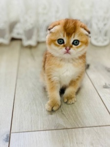 скоттіш фолд золота шиншила