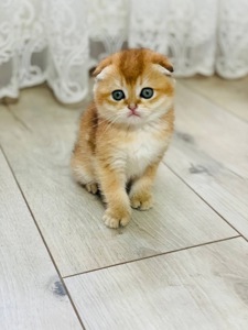 скоттіш фолд золота шиншила