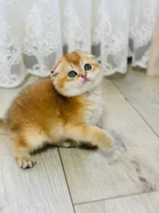 скоттіш фолд золота шиншила