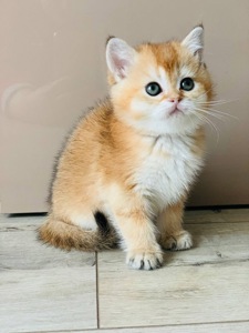 скоттіш страйт золота шиншила