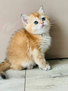 скоттіш фолд золота шиншила