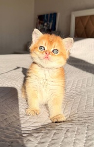 скоттіш страйт золота шиншила