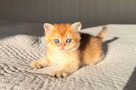 скоттіш страйт золота шиншила
