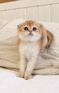 Скотіш фолд шоколадна шиншила на золоті