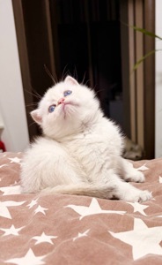 скотіш страйт