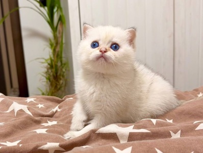 скотіш страйт